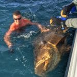 Goliath Grouper Fishing in Clearwater