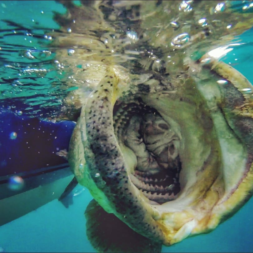 goliath grouper mouth