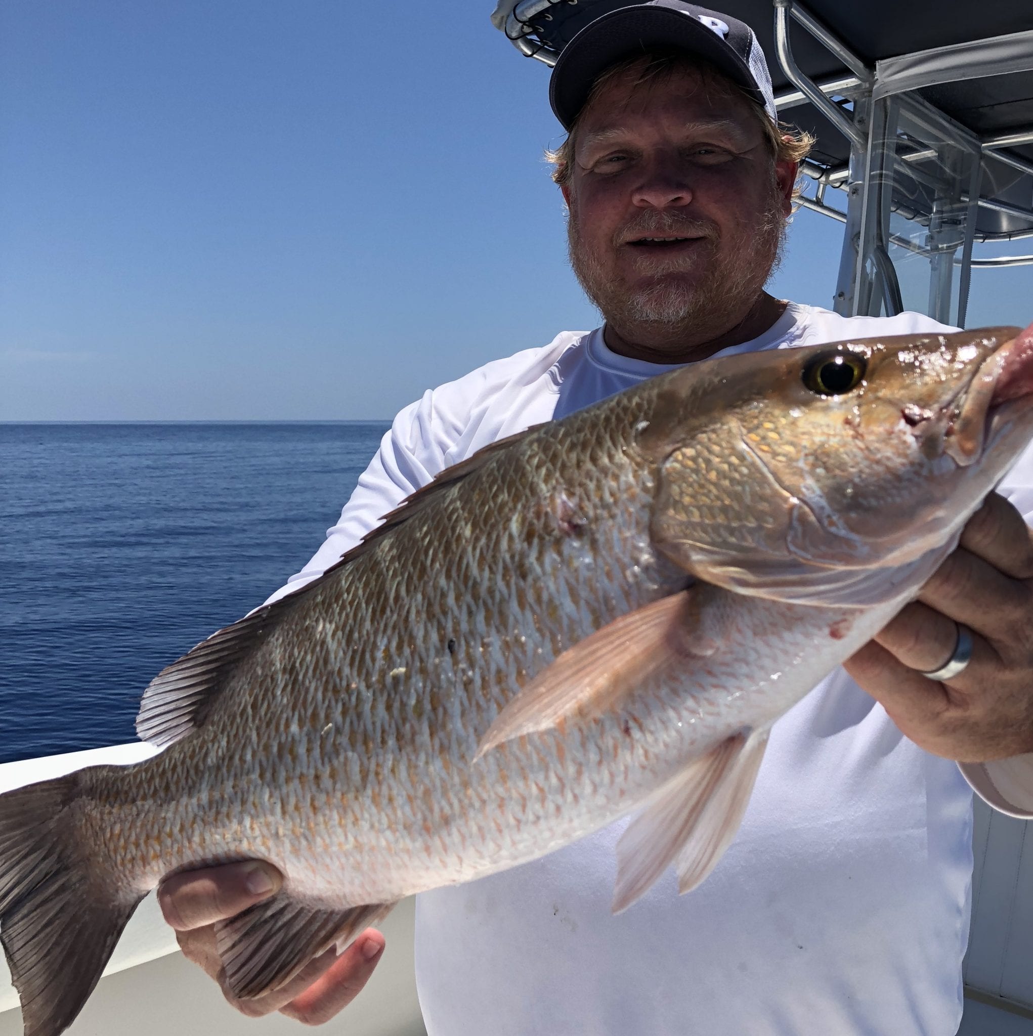 Mangrove Snapper Pictures