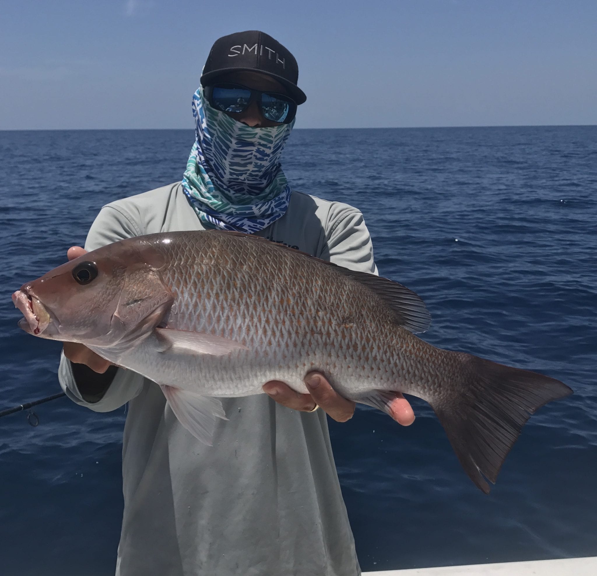 Mangrove Snapper Pictures